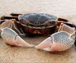 CANGREJOS DE MAR CHIQUITA